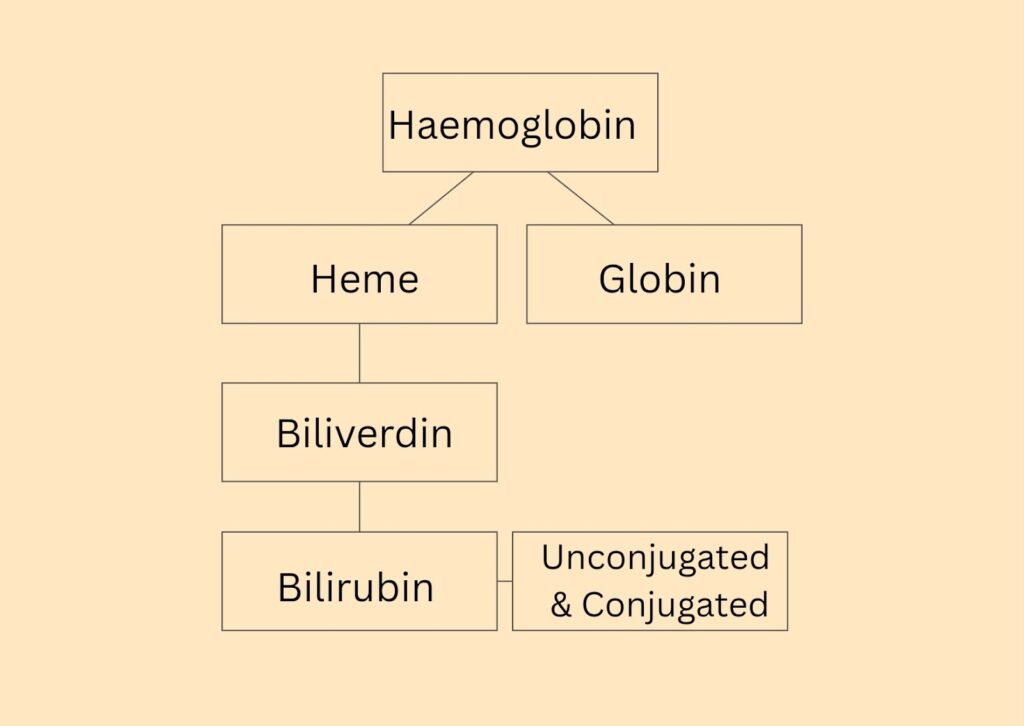 Pathophysiology of Jaundice