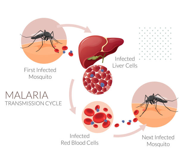 Malaria Transmission Cycle